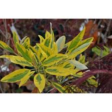 Australis bay magnolia 12' mt. Magnolia Virginiana Var Australis Mardi Gras Mardi Gras Variegated Sweetbay Magnolia Broken Arrow Nursery