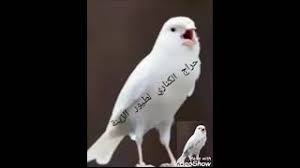 الرياض تم وصول دفعة طيور سوق العزيزية محل مؤسسة الطيور رقم المحل 43 رقم العامل youtube