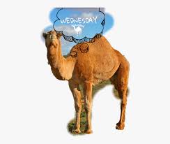 With tenor, maker of gif keyboard, add popular wednesday camel hump day animated gifs to your conversations. Wednesday Camel Humpday Freetoedit Scwednesday Hump Day Free Transparent Clipart Clipartkey