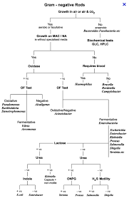 56 scientific bacillus flowchart