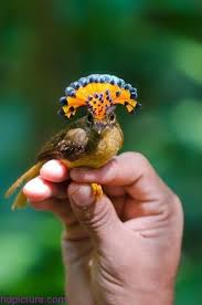 صور حيوانات 2018 خلفيات حيوانات جميلة وصور اجمل الحيوانات Amazon Animals Pet Birds Weird Animals