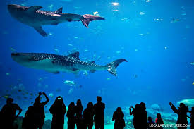 The Second Largest Aquarium In The World Localadventurer Com Georgia Aquarium Atlanta Travel Dreams