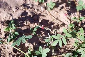 Image result for Indigofera daleoides