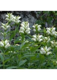 Image result for Blotiella glabra