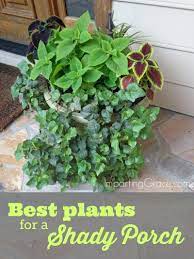 Maybe you would like to learn more about one of these? Best Plants For A Shady Porch Porch Plants Front Porch Plants Patio Plants