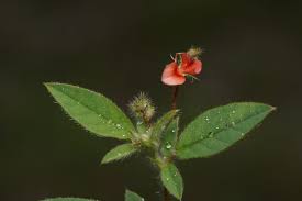 Image result for Rhynchotropis poggei