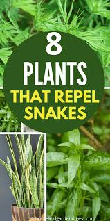 Our bug off series takes a closer look at common they may go after green growth on woody plants or a different plant entirely. Top 8 Plants That Repel Snakes Natural Snake Repellent Hdg Snake Repellant Insect Repellent Plants Snake Repellant Plants