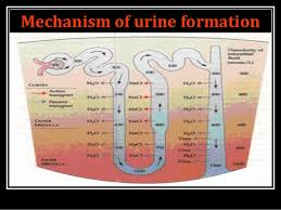 Mechanism Of Concentration Of Urine