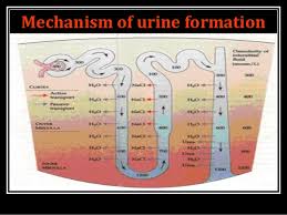 mechanism of concentration of urine