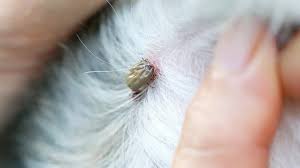 Zecke entfernen, borreliose, fsme eine weitere, per zeckenbiss übertragbare und für den menschen gefährliche erkrankung ist die die zu den buntzecken gehörende auwaldzecke ist ein gefährlicher überträger der. Zeckenbisse Gefahrlich Fur Hunde Tiergesund De