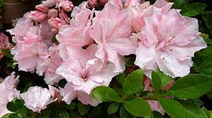 Ingesting an azalea can cause serious health problems in pets. Azalea Toxic Flowering Plants For Your Cat And Dog Dogalize