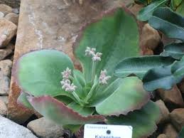Kalanchoe Tetraphylla World Of Succulents In 2020 Succulents Blooming Succulents Long Lasting Flower