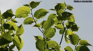 Image result for Alangium chinense