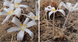 Image result for Gethyllis