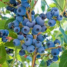 Not only are they easy to fit into smaller spaces, their smaller size makes them easier to prune and harvest. Fruit Trees For Sale Shop Fruit Plants Online Gurney S