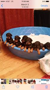 Very well socialised and great with using their puppy pads. Litter Of 5 Doberman Pinscher Puppies For Sale In Raleigh Nc Adn 26680 On Puppyfinder Com Gender Male S And Puppies Pitbull Puppies Doberman Pinscher Puppy