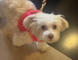 Image result for tbn:FViwq3jp39EDyM::www.alsowar.com/Upload/Molly/7625200870454.jpg