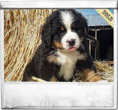 Check spelling or type a new query. Puppies For Sale Purebred Berners From The Mountains Sweetwater Farms Bernese Mountain Dogs