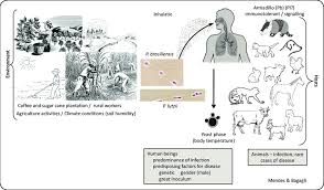 Species isistius brasiliensis cigar shark. Spread Of Paracoccidioides Brasiliensis And Paracoccidioides Lutzii Download Scientific Diagram