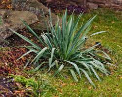 Maybe you would like to learn more about one of these? Getting Rid Of Monkey Grass Thriftyfun