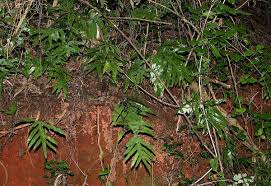 Image result for Microsorum scolopendria