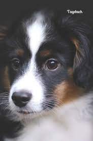 3,738 likes · 3 talking about this. Tagebuch Australian Shepherd Aussie Mini Aussie Mini Australian Shepherd Hunderasse Amazon De Axon Julia Bucher