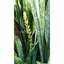 Image result for Sansevieria hyacinthoides
