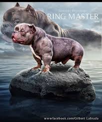 Ring Master Steroids Bloodline Worlds Most Muscular Bullies American Bully Animals Ringmaster