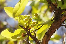 Image result for Ochna pulchra