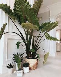 13 Best Big Foliage Houseplants In 2020 Tropical House Plants Plant Decor Indoor House Plants Indoor