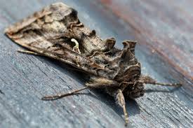 Image result for Autographa gamma