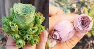 Il sito emporis classifica gli edifici in base all'altezza dei loro elementi architettonici strutturali. Le Piante Piu Belle Del Mondo Sembrano Uscite Da Una Fiaba