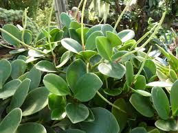 Image result for Peperomia fernandopoiana