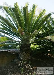 Image result for Cyathula natalensis