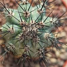 Image result for Pycreus aethiops