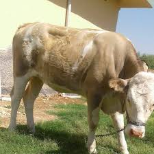 Harran Sahibinden Hayvan Pazari Home Facebook