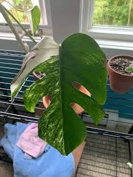 Y All I Finally Got A Varigated Monstera They Were Desperate To Get Rid Of It So I Got It For A Great Deal She Said It Was A Half Moon Are Half
