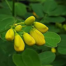 Image result for Senna bicapsularis