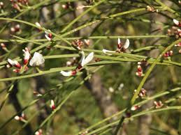 Image result for Retama monosperma
