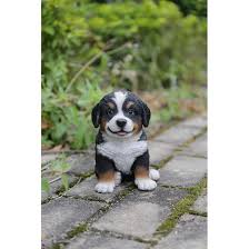 Puppies will come with a 1 year genetic health guarantee and vet. Hi Line Gift Ltd Bernese Mountain Dog Puppy Statue Reviews Wayfair
