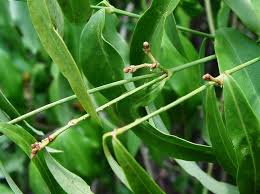 Image result for Secamone