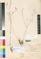 Image result for Kohautia caespitosa