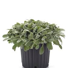 Image result for Stachys
