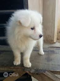 137 likes · 63 talking about this. Samoyed Puppy For Sale Samoyed Dogs Puppie Price In Apapa Nigeria Olist