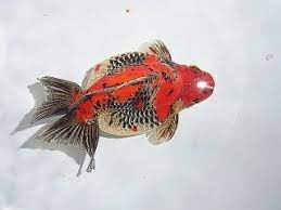 弥富金魚 丸文 열대어