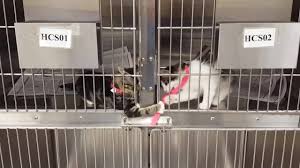 Sugar creek on the lake. Sugar Land Pet Hospital Home Facebook