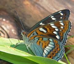 Image result for Limenitis populi