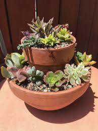 These were some of the diy indoor outdoor succulent gardening ideas that can help you to create a unique garden without spending a single penny in purchasing an overpriced designer plant setting. Succulent Pot Idea Succulents Succulent Display Succulent Gardening