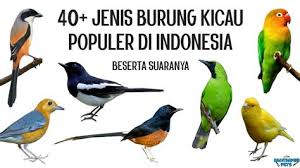 Persebaran burung ini tidak hanya di malaysia saja, namun juga sering bermigrasi ke wilayah jawa, sulawesi, bali hingga papua. Jenis Jenis Burung Di Malaysia Mengenal 8 Jenis Burung Punai Yang Ada Di Indonesia Dengan Ukuran Dan Kekuatan Yang Hebat Elang Menduduki Tingkat Tertinggi Dalam Rantai Makanan Sebagai Predator Puncak