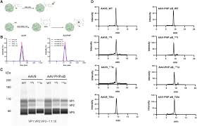 Image result for Black 1998 AAV